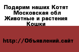 Подарим наших Котят - Московская обл. Животные и растения » Кошки   